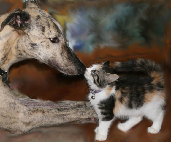 greyhounds and cats